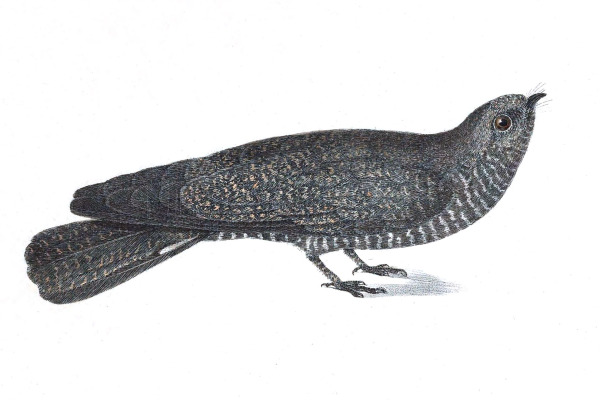 Band-tailed Nighthawk