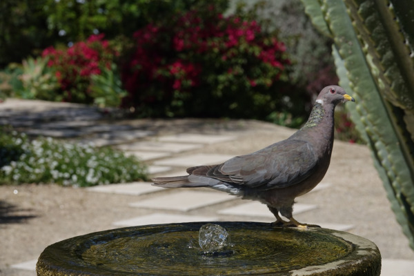 Band-tailed Pigeon