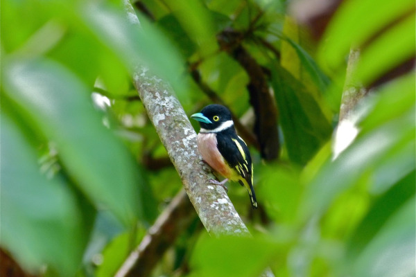 Banded Broadbill