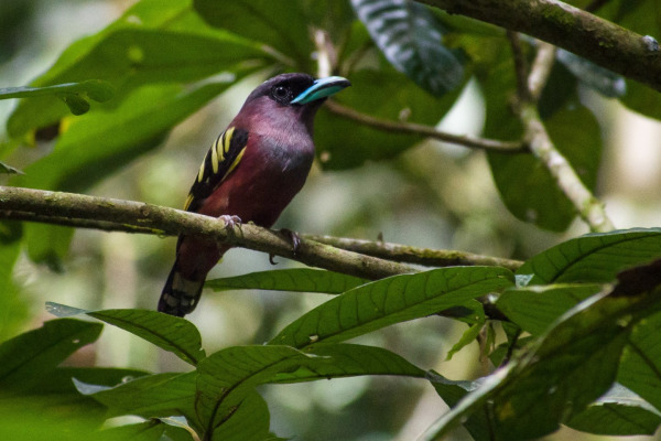 Banded Broadbill