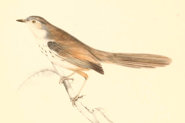 Banded Phragmacia Moth