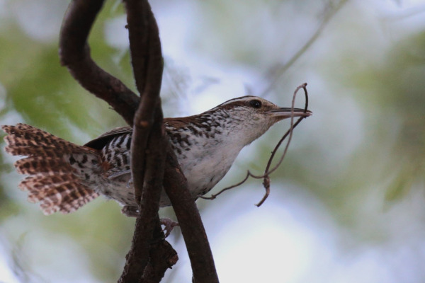 Banded Wren