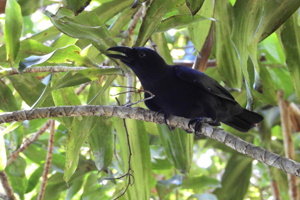 Banggai Crow
