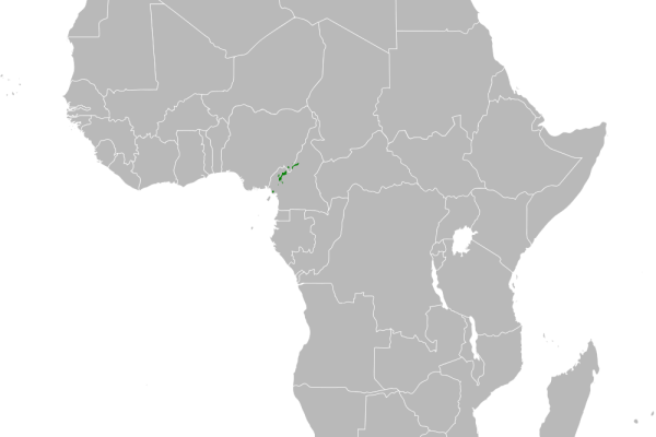 Bangwa Forest Warbler