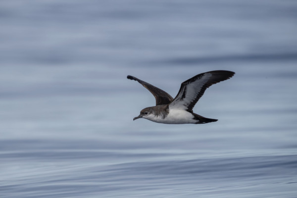 Bannerman's Shearwater