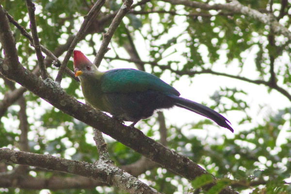 Bannerman's Turaco