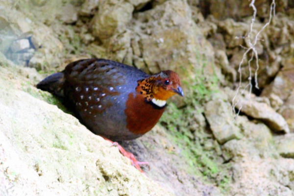 Bar-backed Partridge