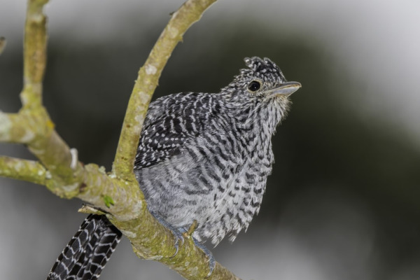 Bar-crested Antshrike