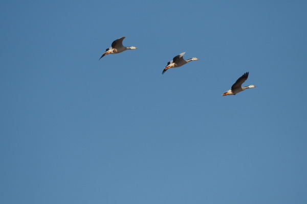 Bar-headed Goose