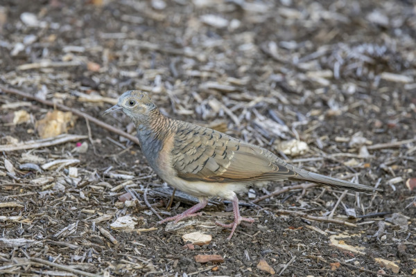 Bar-shouldered Dove