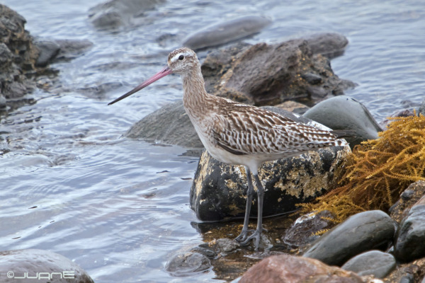 Bar-tailed Godwit