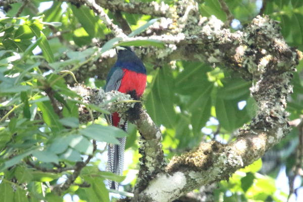 Bar-tailed Trogon