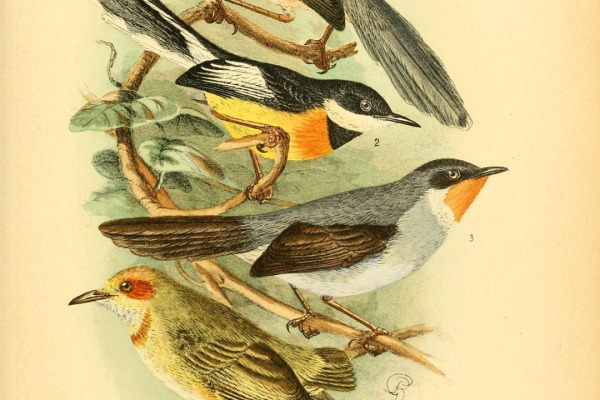 Bar-throated Apalis