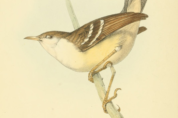 Bar-winged Prinia
