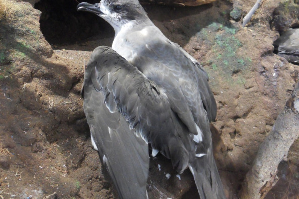 Barau's Petrel