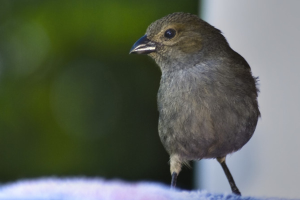 Barbados Bullfinch
