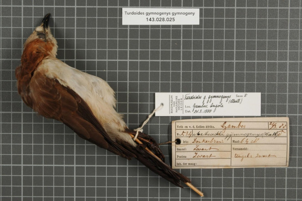 Bare-cheeked Babbler