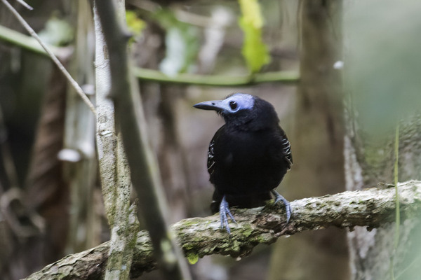 Bare-crowned Antbird