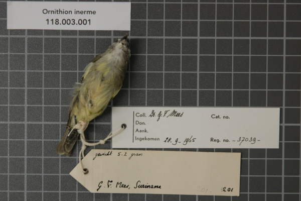 Bare-crowned Antbird