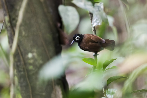 Bare-crowned Antbird
