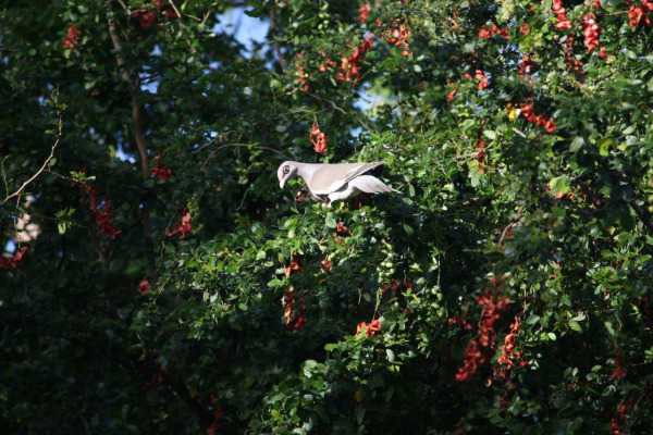 Bare-eyed Pigeon