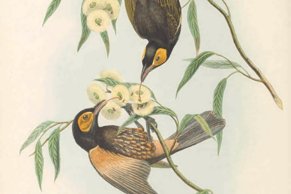 Bare-faced Meliphaga