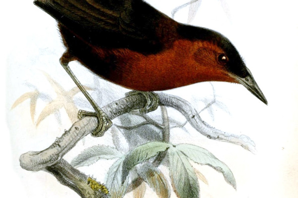 Bare-necked Umbrellabird