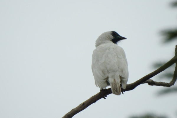 Bare-throated Bellbird
