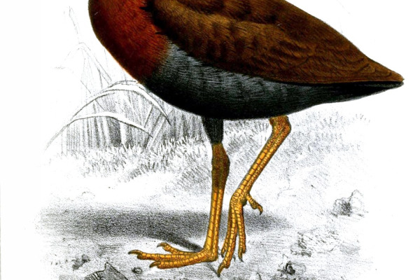 Bare-throated Rail