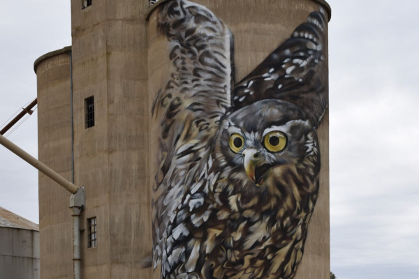Barking Owl