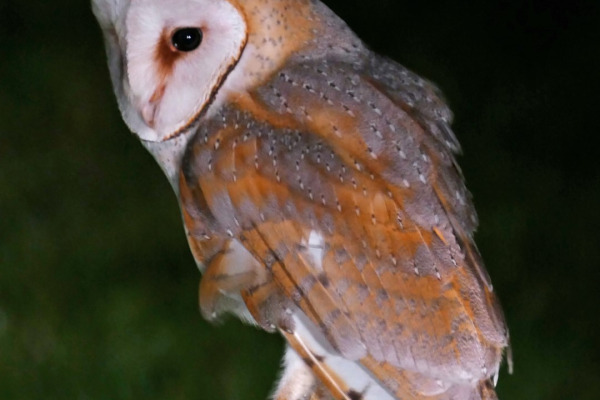 Barn Owl