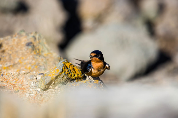 Barn Swallow