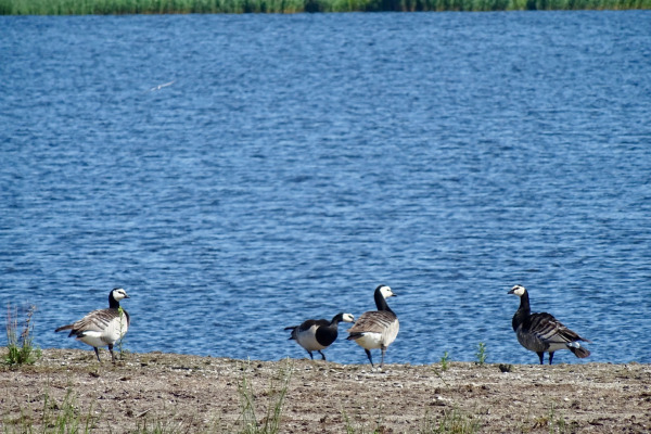 Barnacle Goose