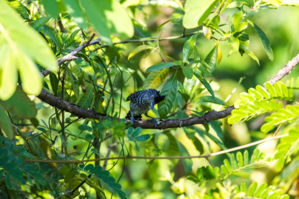 Barred Antshrike