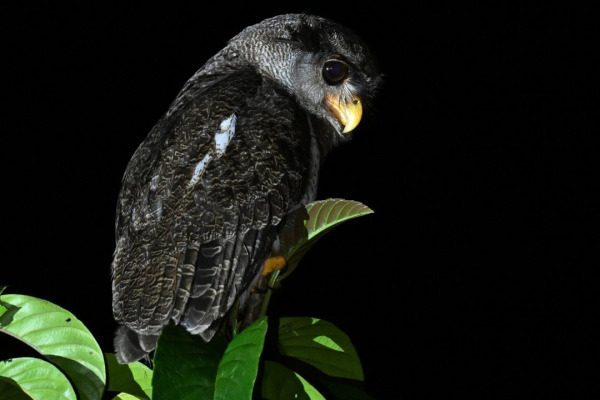 Barred Eagle-Owl
