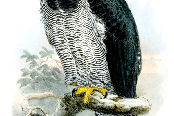 Barred Hawk