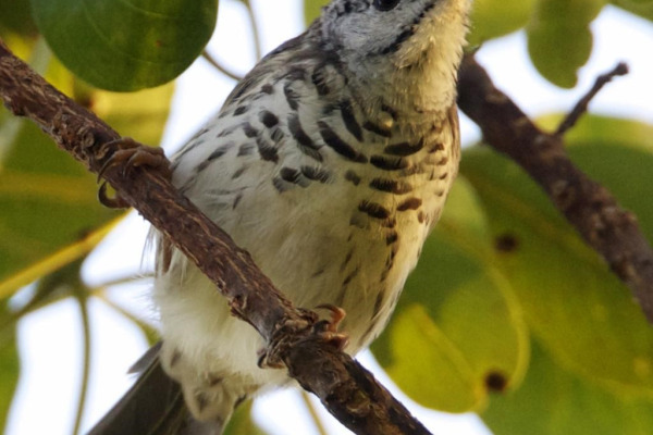 Barred Honeyeater