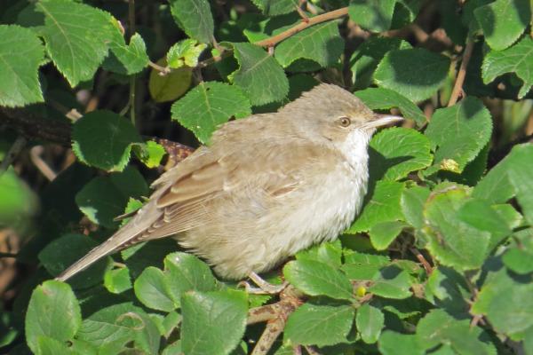 Barred Warbler