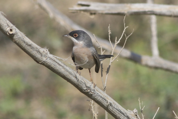 Barred Warbler