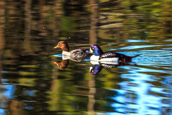 Barrow's goldeneye