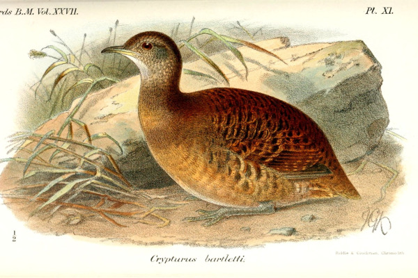 Bartlett's Tinamou