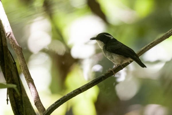 Basilan Paradise-Flycatcher