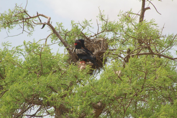 Bateleur