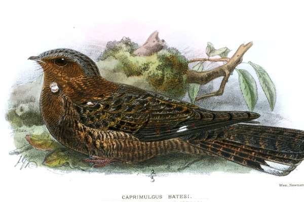 Bates's nightjar