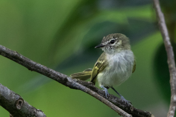 Bay-chested Warbling-Finch