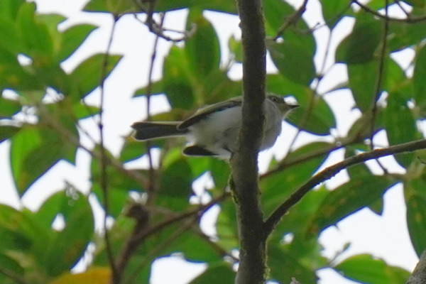 Bay-ringed Tyrannulet