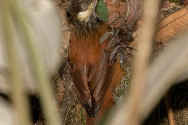 Bay-vented Plumeleteer