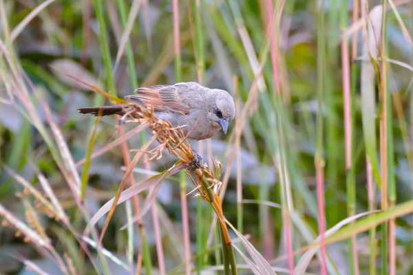 Bay-winged Cowbird