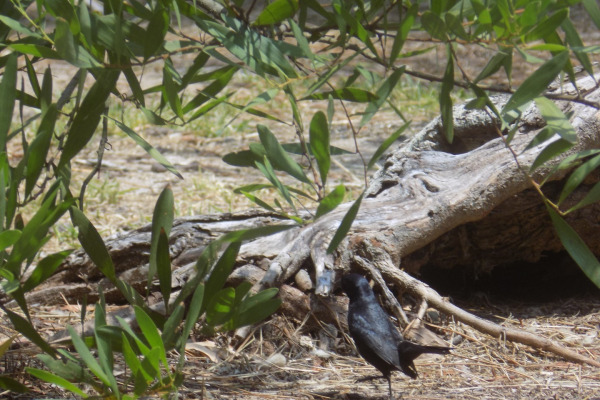 Bay-winged Cowbird