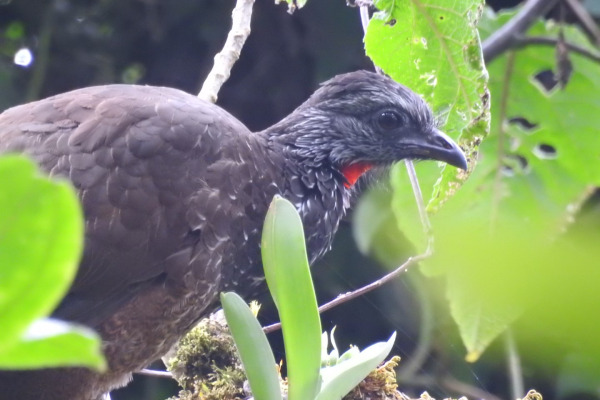 Bearded Guan